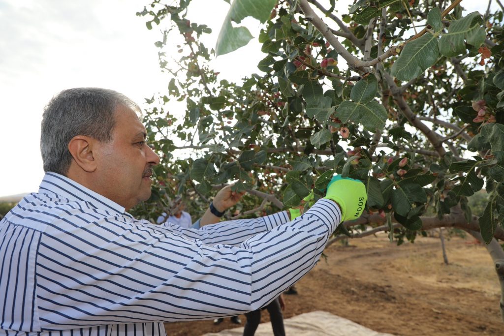 FISTIĞIN BAŞKENTİNDE HASAT HEYECANI