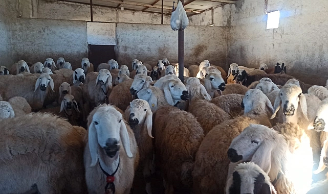 Suruç koyunu koruma altına alındı