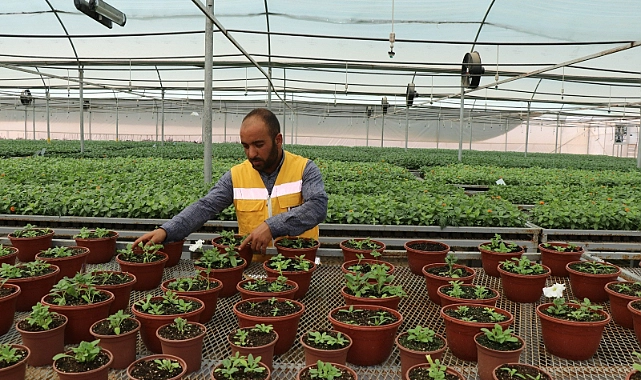 Büyükşehir Seralarında Üretilen Çiçekler Cadde Ve Sokakları Süslüyor