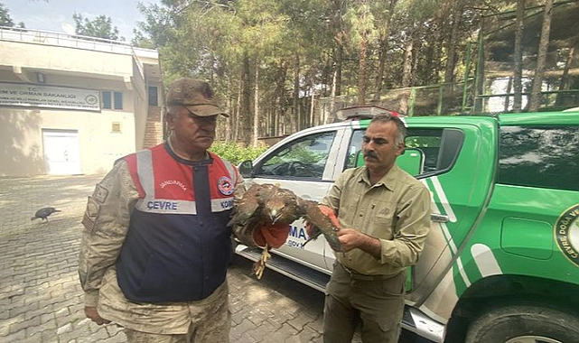 Urfa’da kızıl şahin besleyen şahsa ceza yağdı!