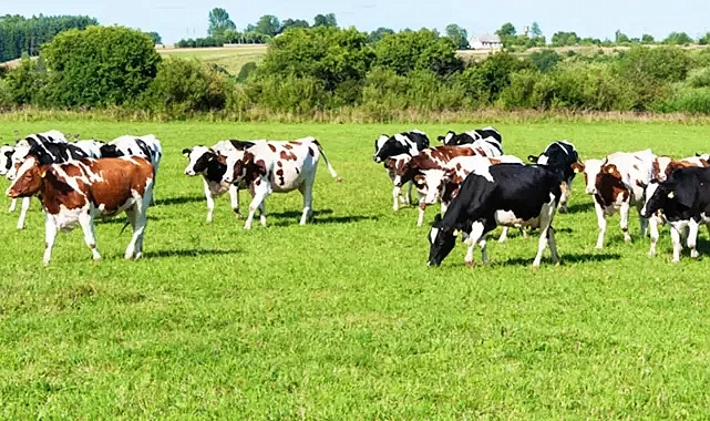 Kurban Bayramı öncesi dikkat edilecek hususlar açıklandı!