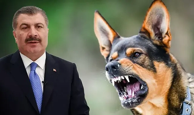 Köpeklere ötenazi mi uygulanacak? Koca’dan açıklama geldi!