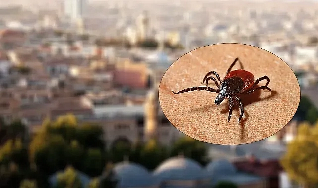 Şanlıurfa’da kene alarmı!