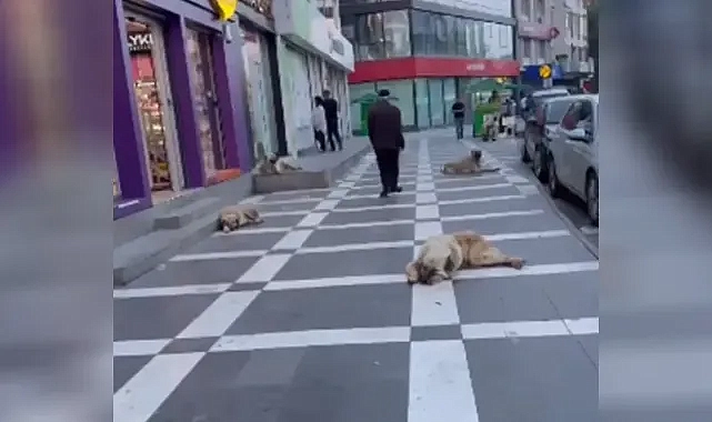Şanlıurfa’nın imajına çirkin saldırı!