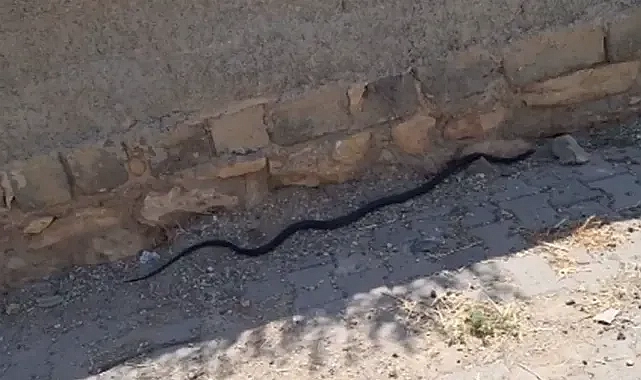 Urfa’da görülen yılanlar endişe yaratıyor!