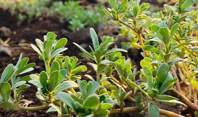 Semiz otu tam bir şifa kaynağı! İşte faydaları!