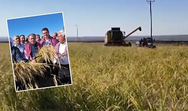 Karacadağ Çeltiği’nin hasat zamanı başladı!