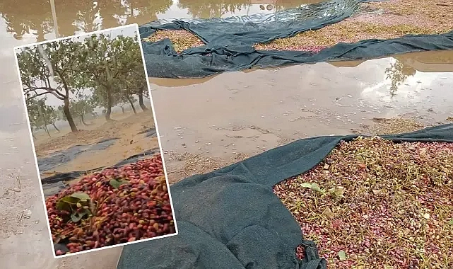 Şanlıurfa’da yağmur etkili oldu! Fıstıklar suyun altında kaldı!