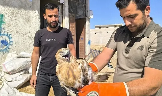 Şanlıurfa’da yaralı halde bulundu! Tedavi altına alındı!