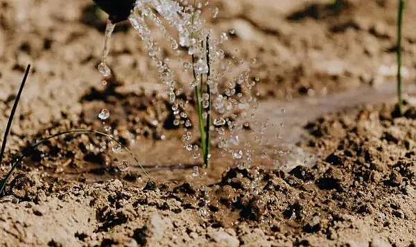 Suyun Tarım ve Beslenme Üzerindeki Kritik Rolü