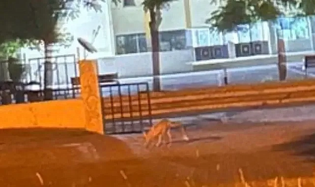 Urfa’da yaşam alanı daralan tilki şehre indi!