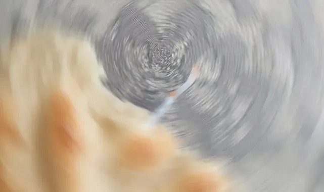 Bu mu reva görülüyor? Şanlıurfa’da ekmeğin içinden çıktı!