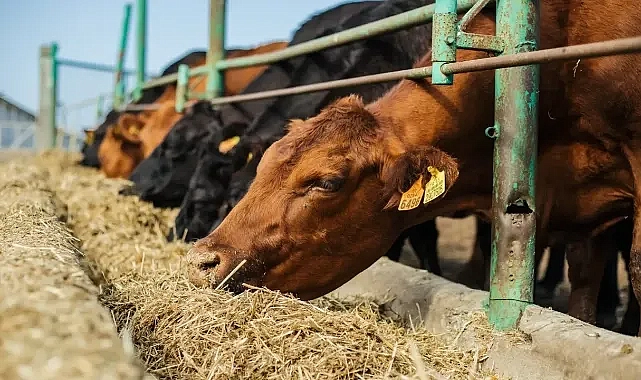 Çiftçilerin merakla beklediği haber geldi!