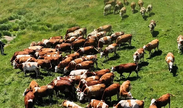 Bakanlıktan önemli açıklama!