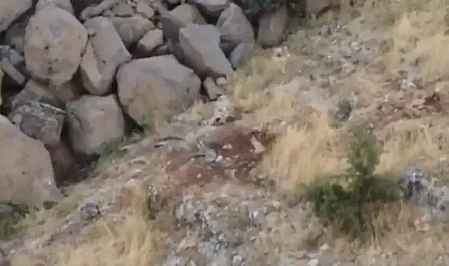 Urfa’da sırtlanlar toplu halde görüldü!