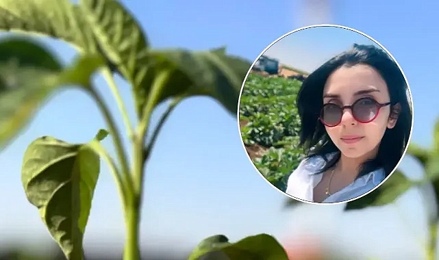 Urfalı çiftçi hayal kırıklığı yaşıyor! Göktepeli: Birilerinin cebi dolsun diye bizler harcandık!