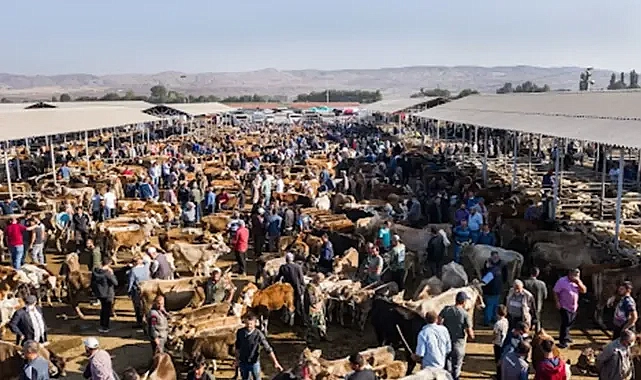 Şap tehlikesi sürüyor! Şanlıurfa’da bir hayvan pazarı daha kapatıldı!