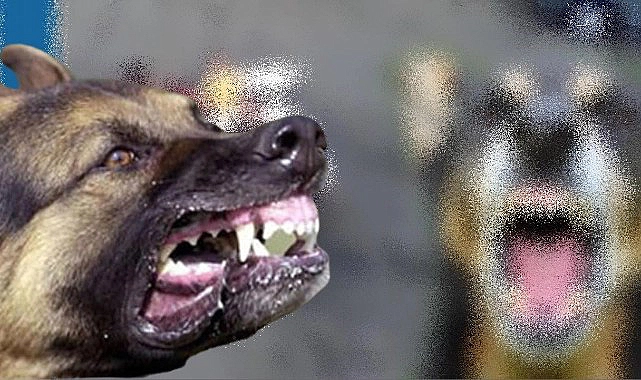 Urfa’da feci olay! Sokak köpekleri çocuklara saldırdı!