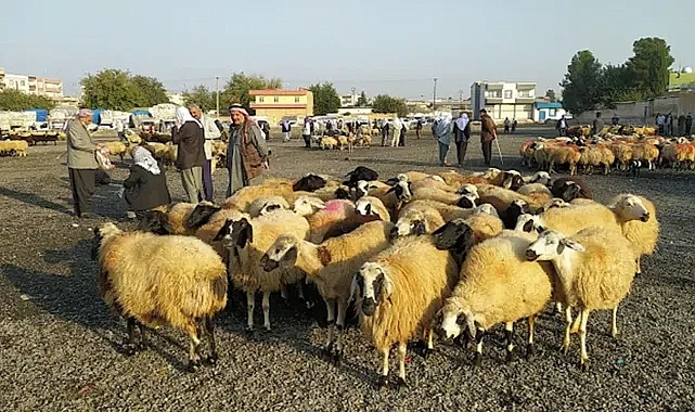 Urfa’da şap tehlikesi sürüyor! Bir hayvan pazarı daha kapatıldı!