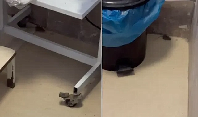 Urfa’daki hastanede skandal görüntü! Fare cirit attı!