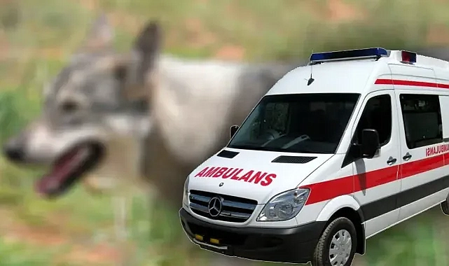 Şanlıurfa’da kuduz vakası!