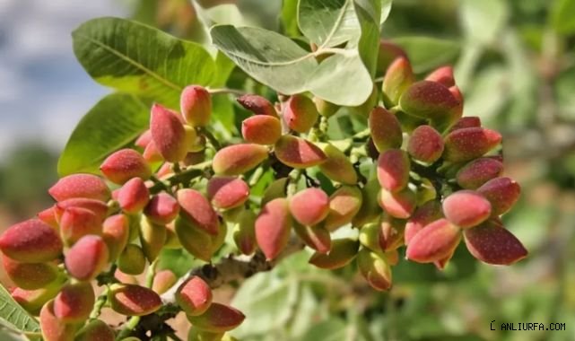 Urfa’da ‘fıstık’ gündem oldu!