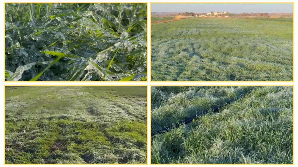 Şanlıurfa Suruç’ta Zirai Don, Buğday Rekoltesini Tehdit Ediyor!