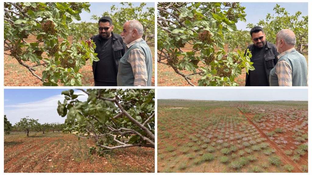 Şanlıurfa’da Antep fıstığı bahçelerinde teknik kontroller devam ediyor.