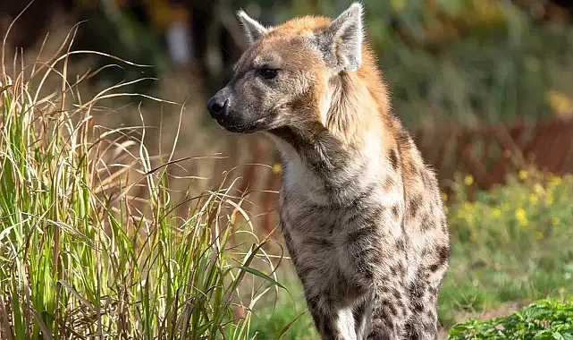 Ankara Üniversitesi, Şanlıurfa ve Adıyaman için çalışma başlattı!