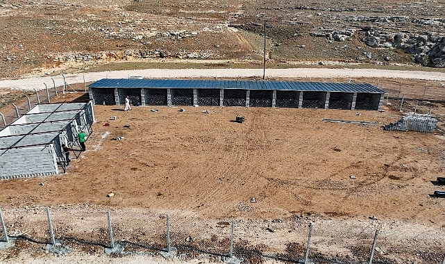 Harran Belediyesi Sokak Hayvanlarını Unutmadı, Çalışmalarda Sona Gelindi