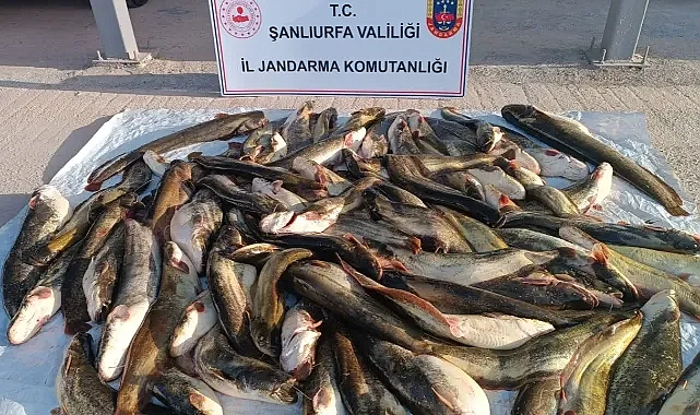 Şanlıurfa’da tespit edildi! 180 kilogram balığa el konuldu!