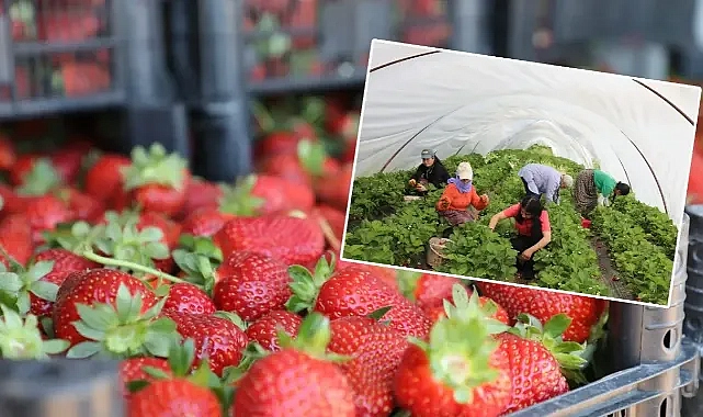 Viranşehir’de kadınların emeğiyle bir ilk! Çilek hasadı başladı