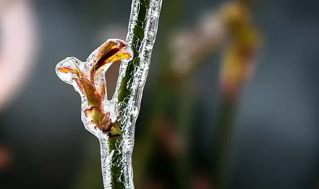 Zirai don nedeniyle ürünleri zarar gören çiftçiler dikkat!