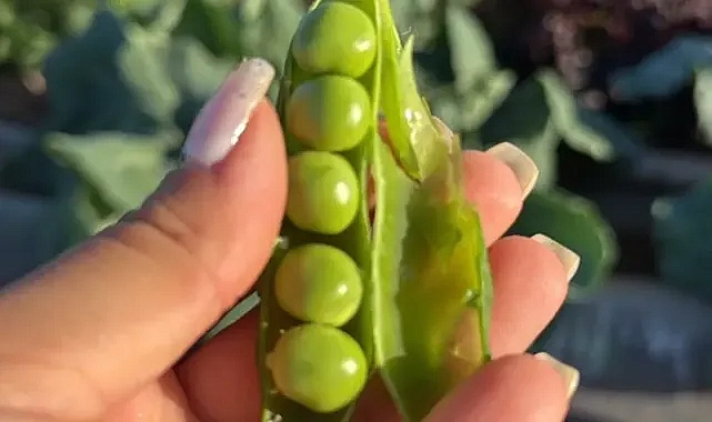 Ata tohumu bezelyeleri Urfa’da yetiştirdi! Aldığı verim taktir edildi!