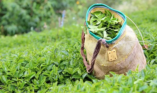 Çay alım fiyatı açıklandı!