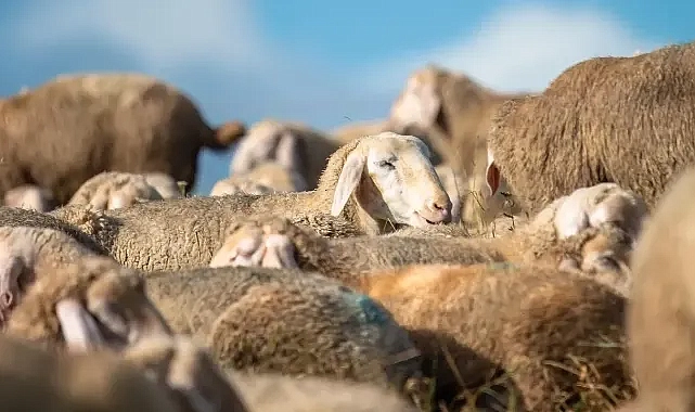 Kurbanlık fiyatlarına dikkat edin! Spekülasyona karşı uyarı!