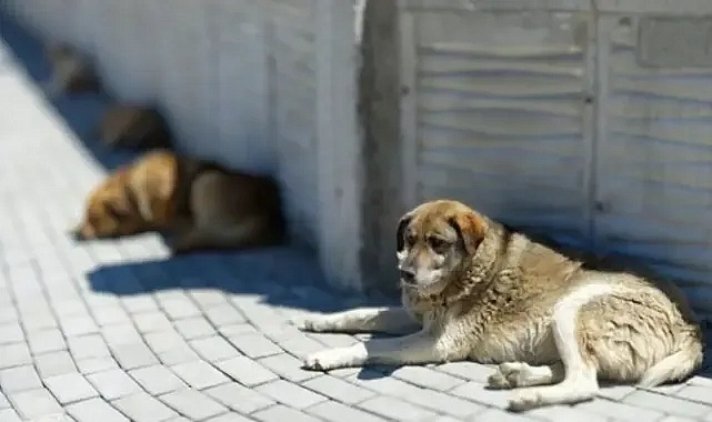Sahipsiz hayvanlarla ilgili flaş gelişme!