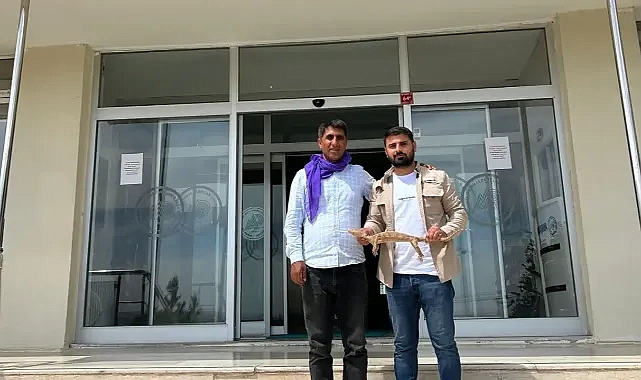 Şanlıurfa’da Çöl Varanı Bulundu: Doğaya Geri Dönecek
