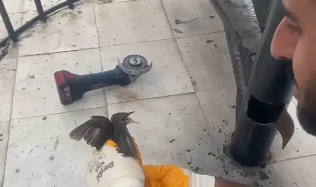 Urfa’da kırlangıç yavrusu borunun içine sıkıştı! İtfaiye ekipleri çıkardı!