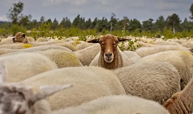 Urfa’da kurban satış ve kesim yerleri belli oldu!