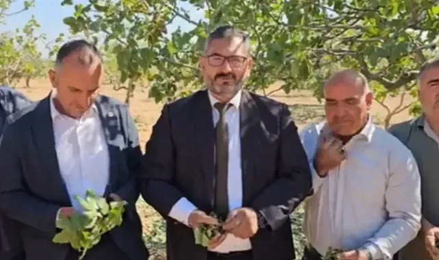 Urfa’daki fıstıkları dolu vurdu! Akbaş: Durum çok vahim!