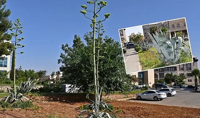 Dünya Kültür Mirası Listesi’nde yer alıyor! Harran’da çiçek açtı!