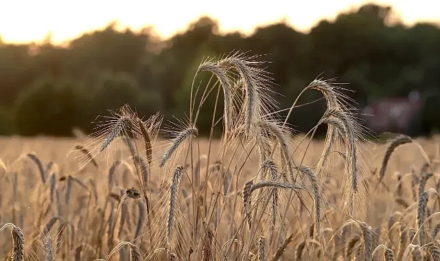 Hububat alım fiyatları açıklandı!