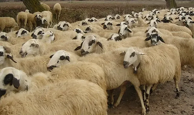 Kurbanlık arzında sorun var mı? Son dakika açıklaması