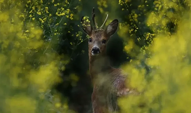Türkülere dahi konu oldu! Urfa’da kaç ceylan var?