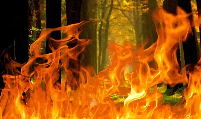 Ormanlar alev alev yanmıştı! Yeni gelişme!