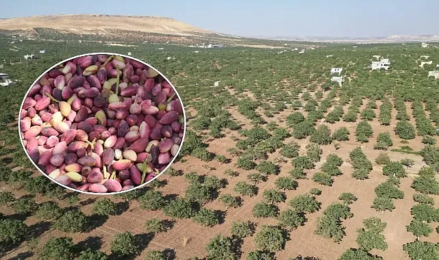 Şanlıurfa’da fıstık üreticileri dikkat! Dolandırıcıların kurbanı olmayın!