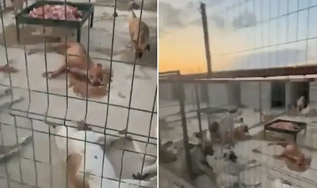 Suruç Belediyesi’ne ait barınakta köpekler ölüme terk edildi!