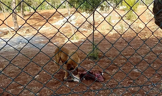 Urfa’da yine başıboş köpek dehşeti! Koruma altındaki ceylanları parçaladılar!