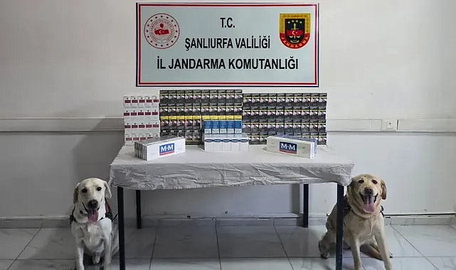 Köpekler tespit etti! Şanlıurfa’da çok miktarda kaçak sigara ele geçirildi!